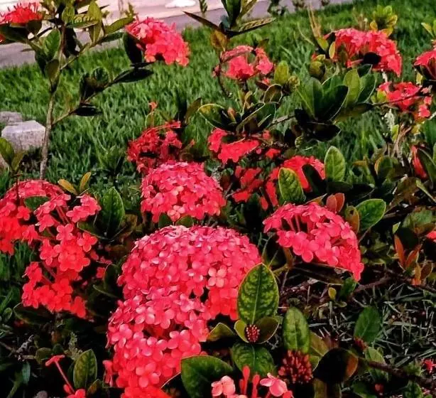 ホテル Monte Pascoal