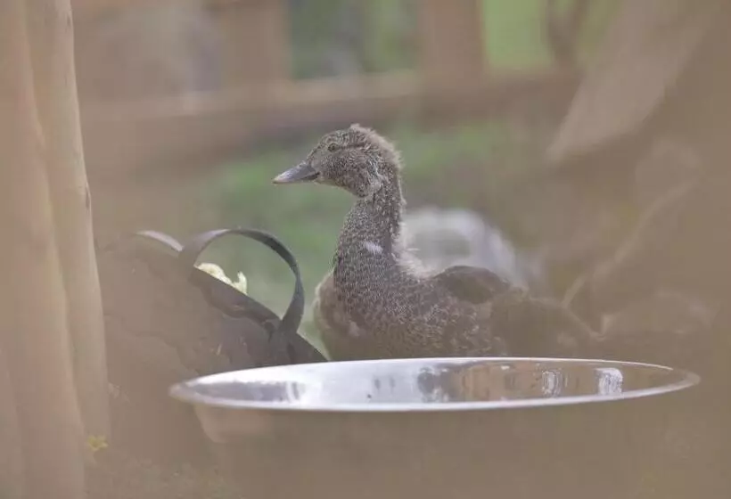 Hotelli Rondador Cotopaxi