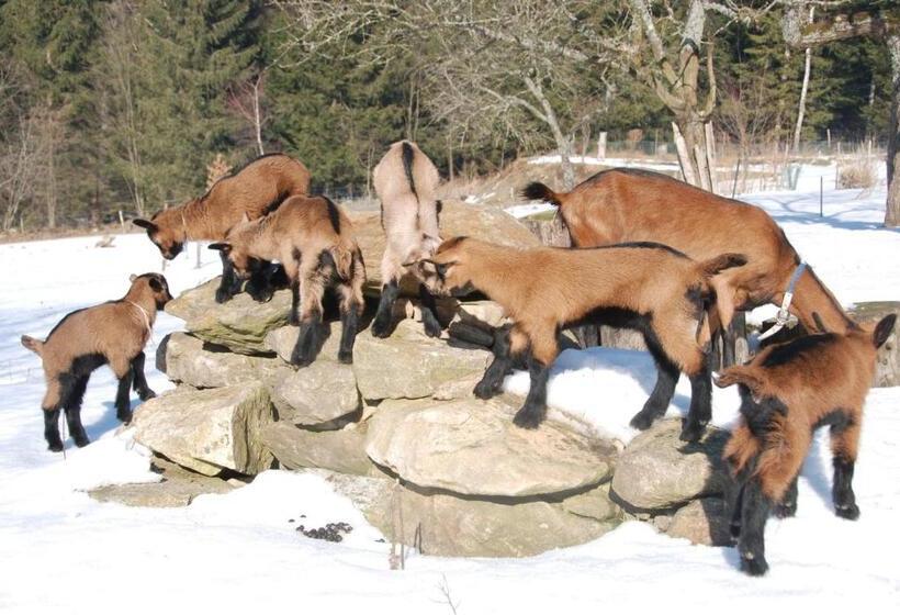 פנסיון Penzion Nadějov