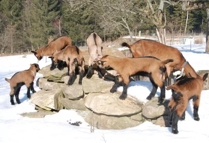 ペンション Penzion Nadějov