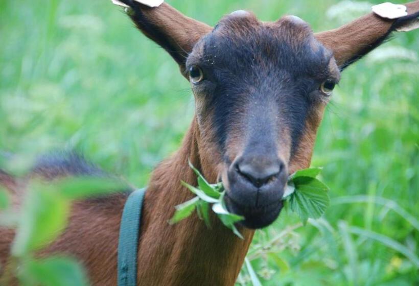 פנסיון Penzion Nadějov