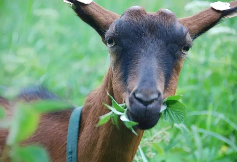 ペンション Penzion Nadějov