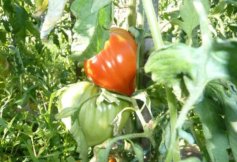 Aamiaismajoitus (B&B) Le Soubiran