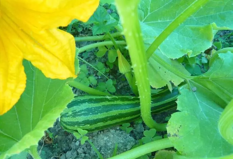 Aamiaismajoitus (B&B) Le Soubiran