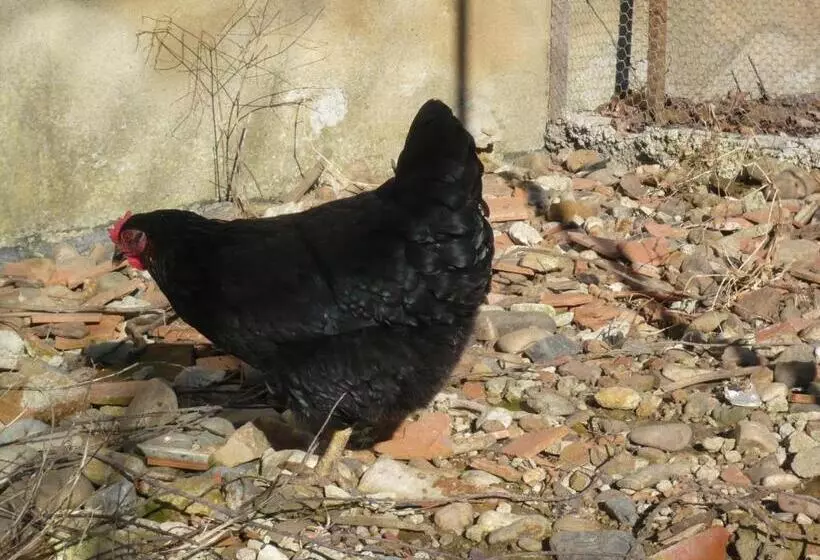 Aamiaismajoitus (B&B) Le Soubiran