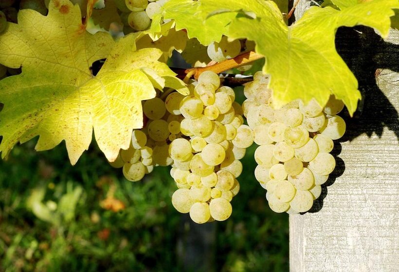 Пансион Weinhof Am Nussbaum