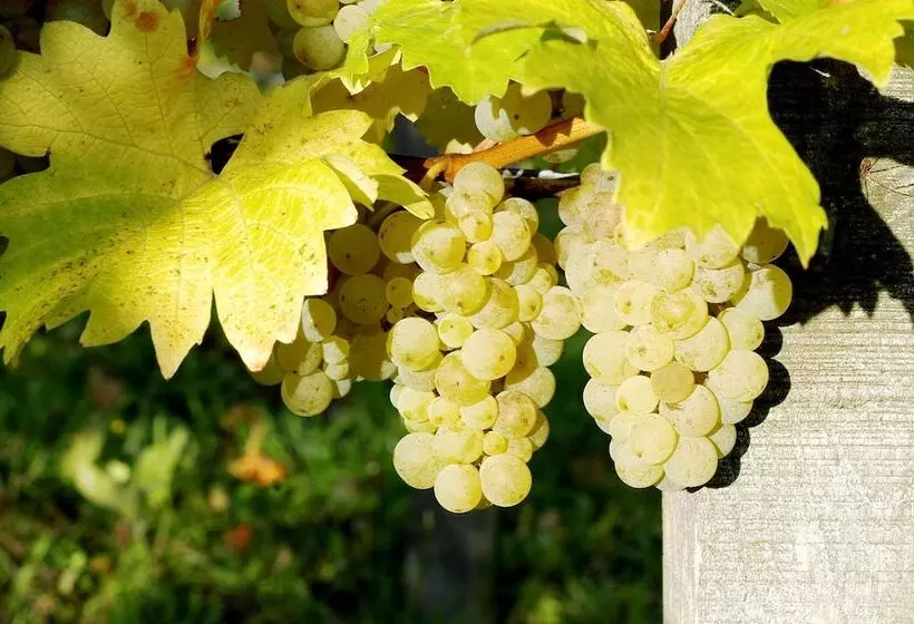 Majatalo Weinhof Am Nussbaum