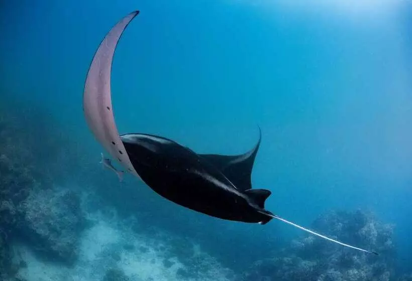 فندق Conrad Bora Bora Nui