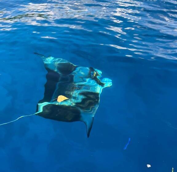 پانسیون Manta Stay Thoddoo, Maldives