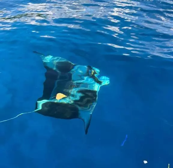 پانسیون Manta Stay Thoddoo, Maldives