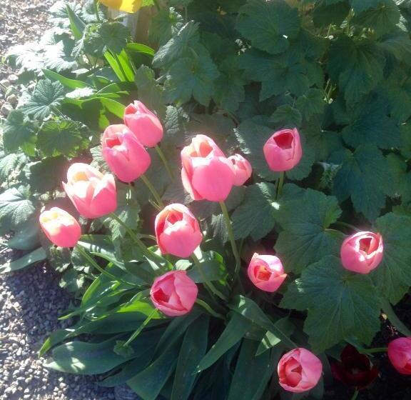 فندق Villa d'Azeglio