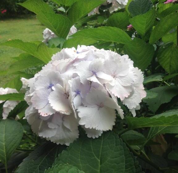 فندق Villa d'Azeglio