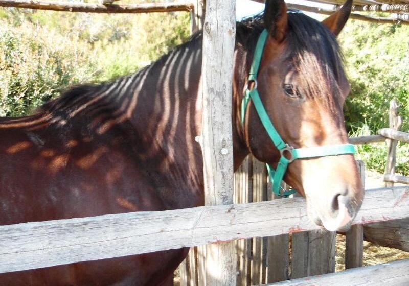 בית מלון כפרי Panorama Genadi