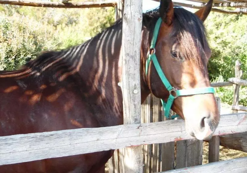 酒店 Panorama Genadi