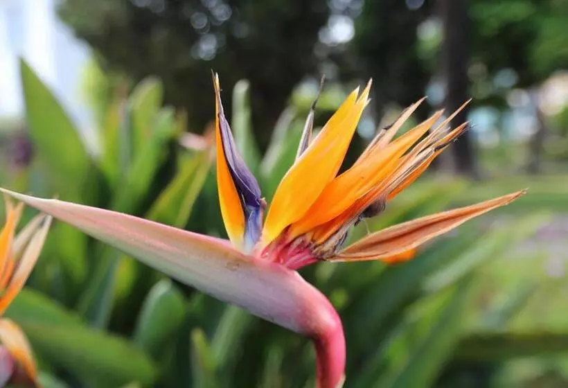 هتل Hôtel Miléade L Orangeraie Menton