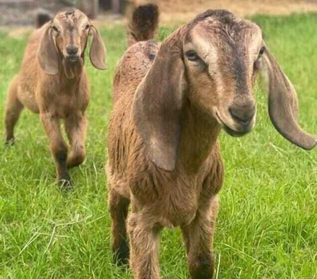 Charming Luxurious Rural Shepherds Hut