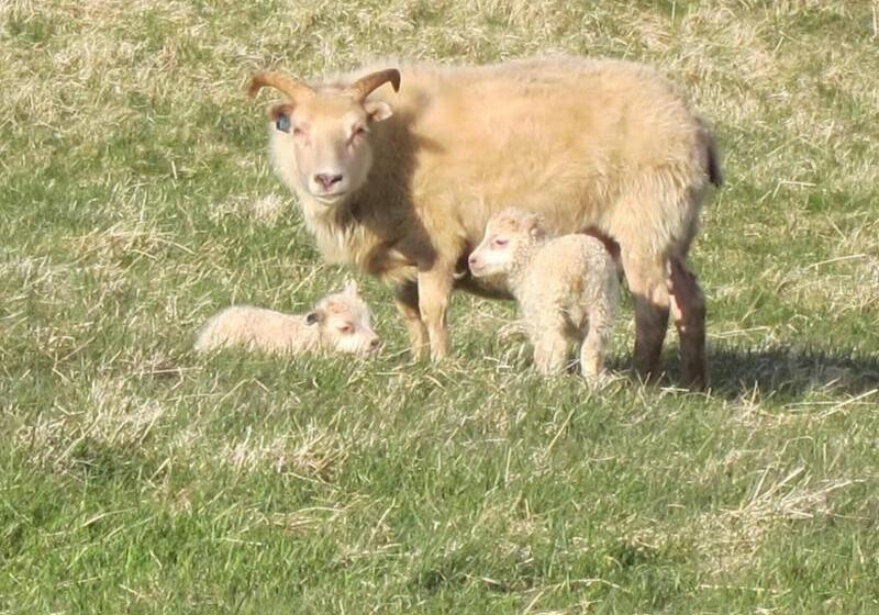 هتل Brekka í Lóní Farm Stay
