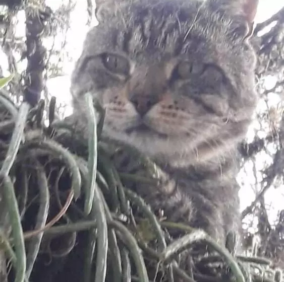 Casa Del Arbol Hostel