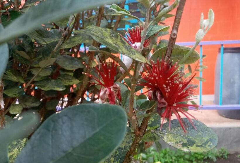 Bed & Breakfast Finca San Miguel Filandia