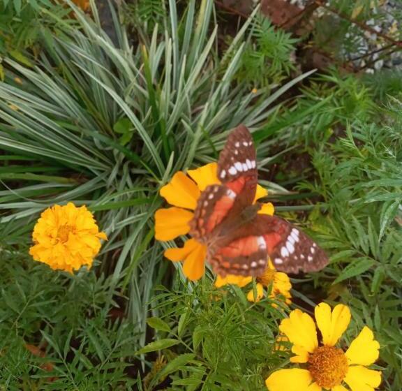 Bed & Breakfast Finca San Miguel Filandia