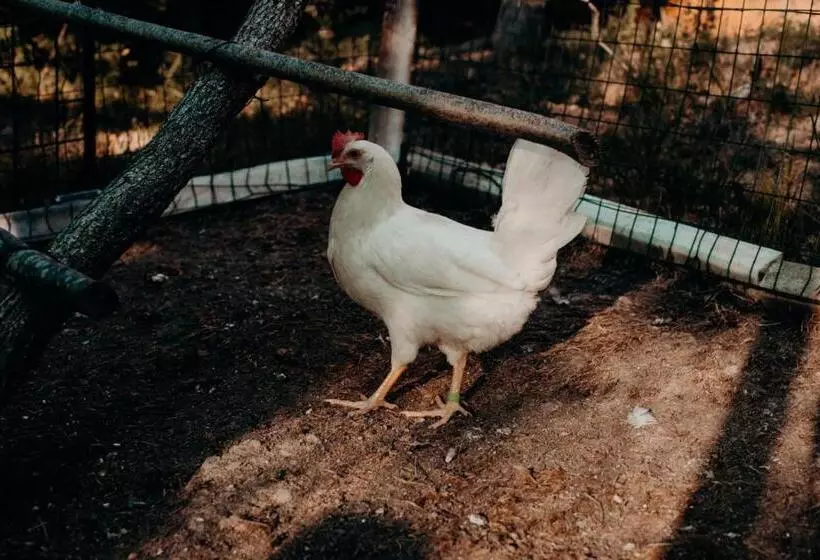 Hotelli Azienda Agricola Saint Hubert