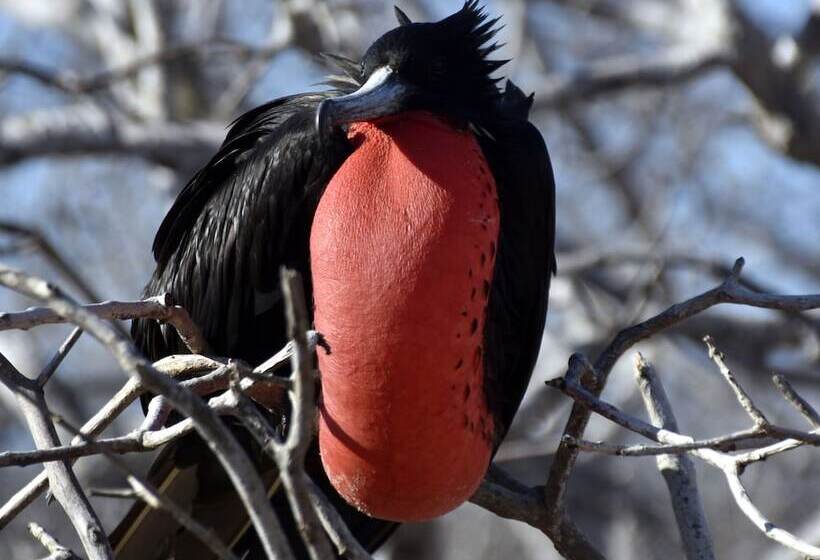 ペンション Casa Fragata