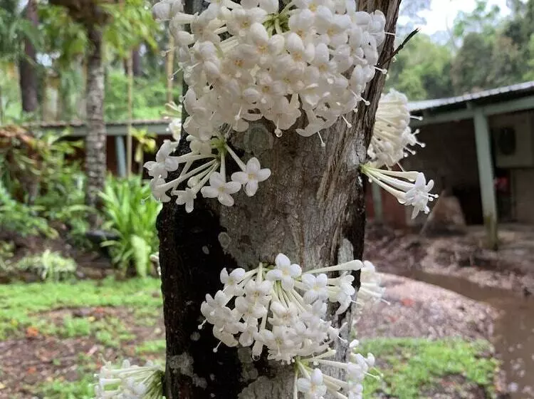 Отель Cedar Park Rainforest Resort