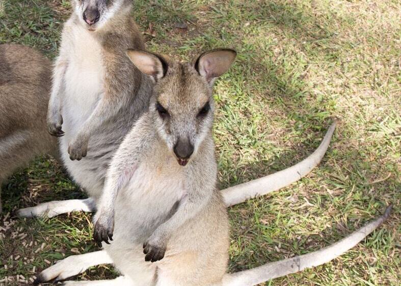 Отель Cedar Park Rainforest Resort