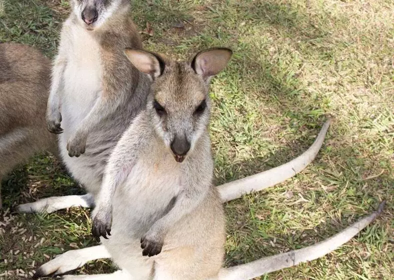 Отель Cedar Park Rainforest Resort