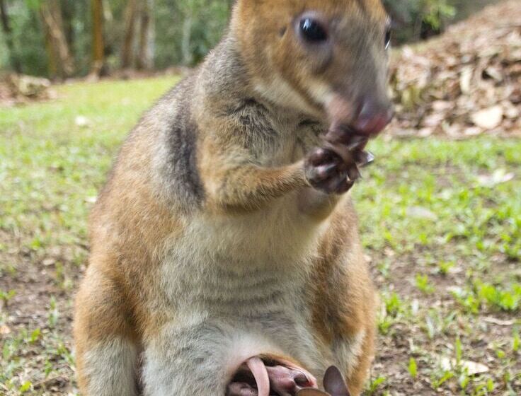 Отель Cedar Park Rainforest Resort