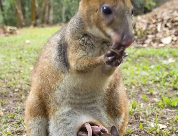 Отель Cedar Park Rainforest Resort