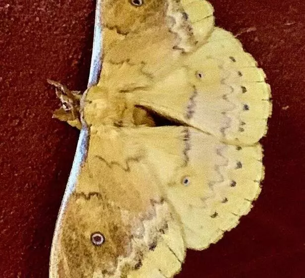 Отель Cedar Park Rainforest Resort