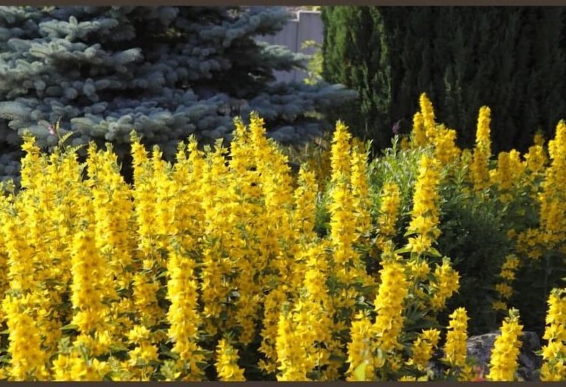 酒店 Park Waldlust