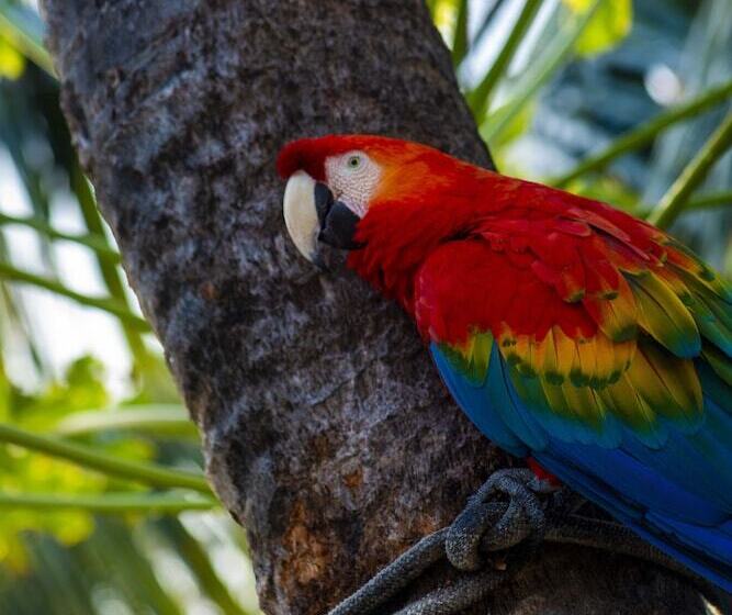 ホテル Serrambi Resort