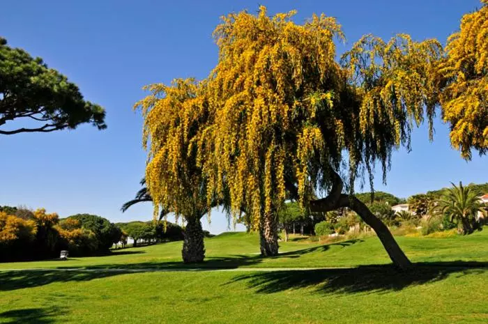 ペンション Casa Vale Do Lobo 114   Great Townhouse Few Minutes Walk From Beach Praca