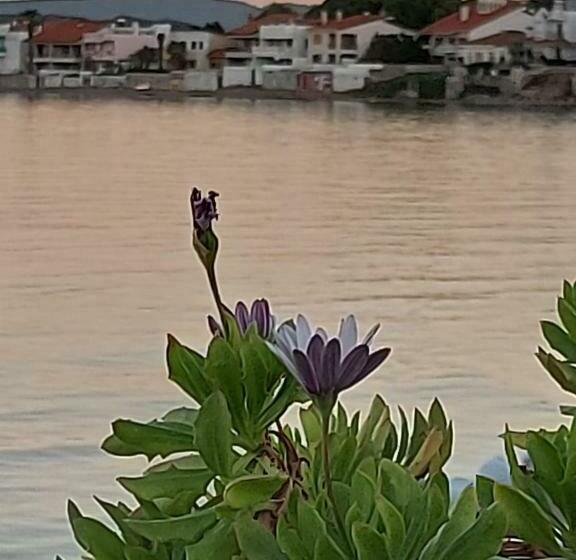 צימר Palm Beach Bungalow