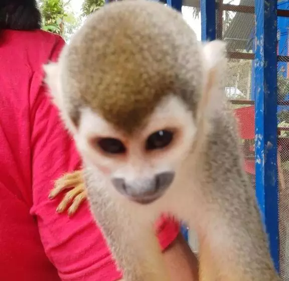 Hotelli Cabañas Alto Del Aguila