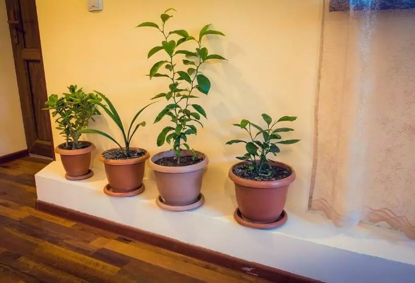 Majatalo Amoj B&b And Guest House