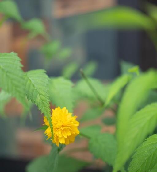 Pension 六根ゲストハウス Rokkon Guest House