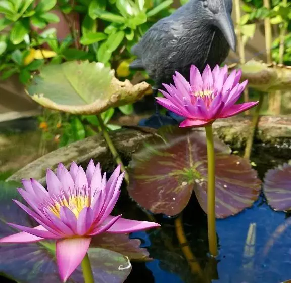 ベッドアンドブレックファースト Thoduwawa Beach Villa