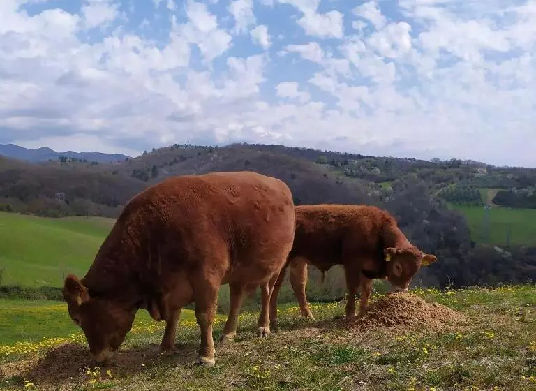 ホテル Agriturismo Corzano