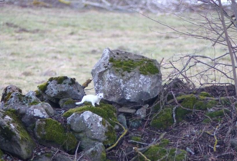 פנסיון Le Gite Du Velay