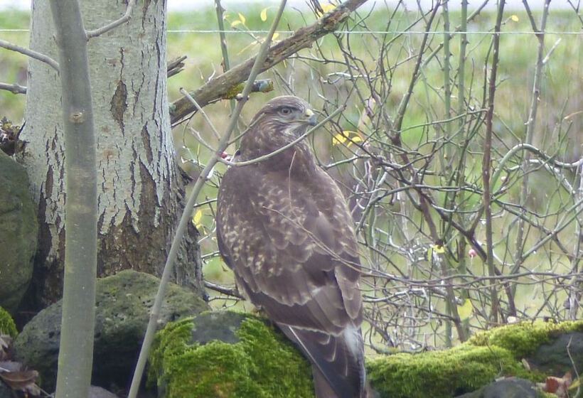 פנסיון Le Gite Du Velay