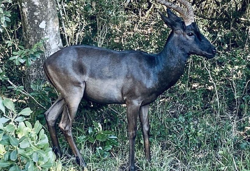 فندق Ezulwini Game Lodge