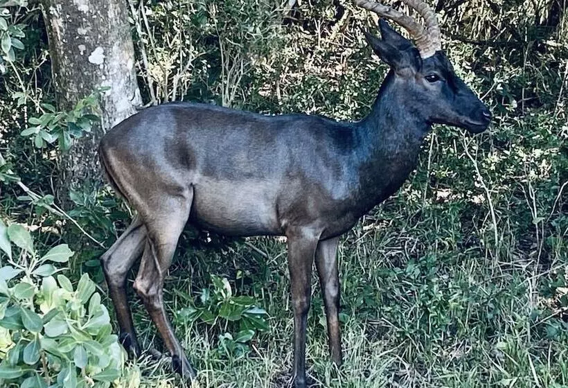 Hotelli Ezulwini Game Lodge