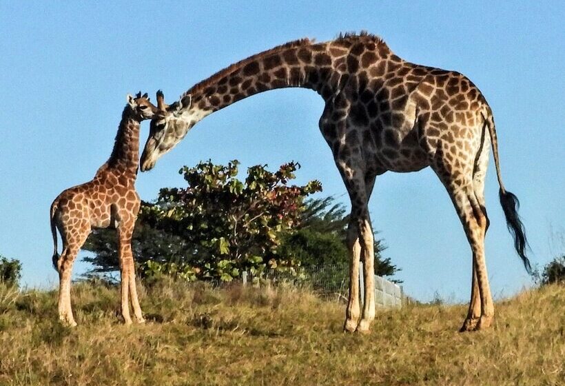 فندق Ezulwini Game Lodge