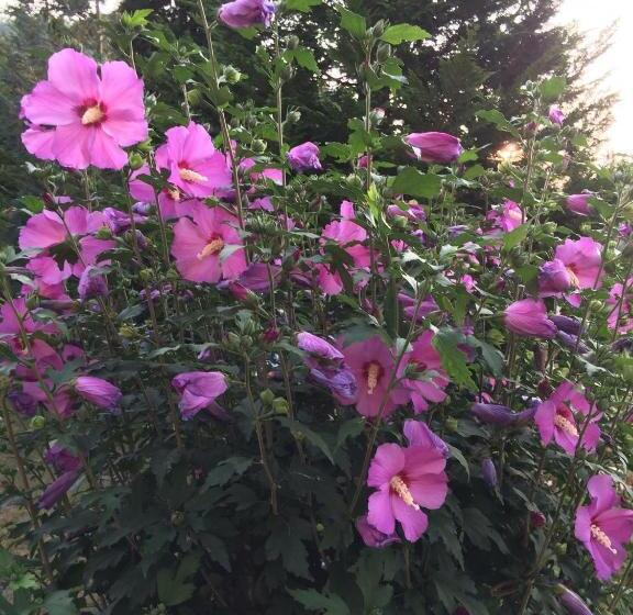 Bed & Breakfast Mona S Sleep & Go