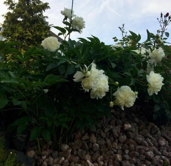 Bed & Breakfast Mona S Sleep & Go