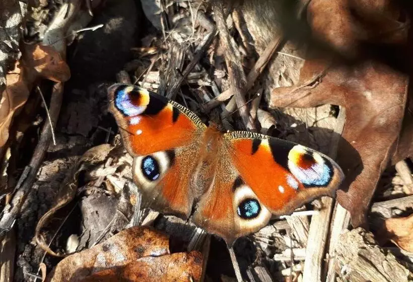 Aamiaismajoitus (B&B) Villa Viridis Bükkalja