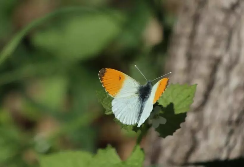 Aamiaismajoitus (B&B) Villa Viridis Bükkalja